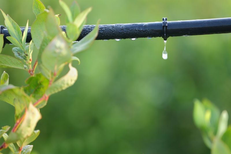 Drip Irrigation Hose Installation