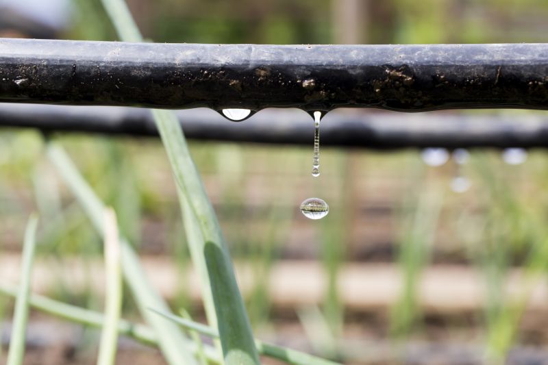 Drip Irrigation Hose Installation