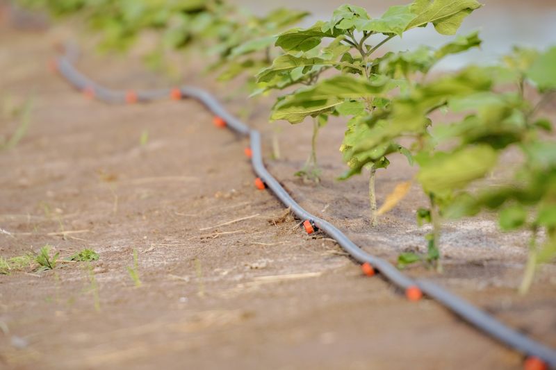 Hoses Being Laid Out in a Garden